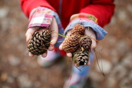 Kinderhände halten mehrere Tannenzapfen im Freien.
